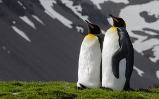Penguins hill snow mountains grass - snow free wallpaper