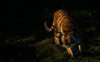 Tiger walking grassy field night - a tiger free wallpaper