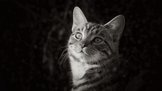Cat looking up black background 2 - felix octavius carr darley free wallpaper