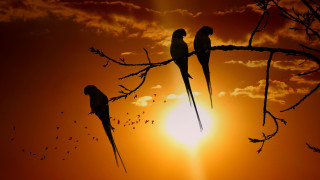 Birds sunset branch flying trees - a tree branch in the foreground free wallpaper