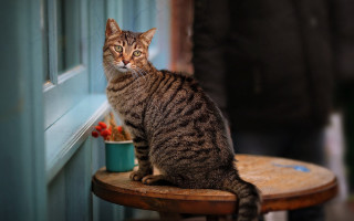 Cat sitting window photorealistic animal - the camera man free wallpaper