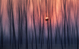 Street light forest sunset red - amir zand free wallpaper