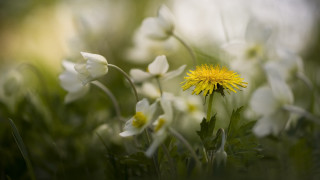 Yellow flower in field bokeh - the middle of a field free wallpaper