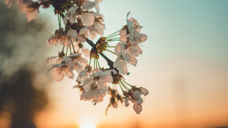 Tree branch white flowers sunset 2 - a branch of a tree free wallpaper