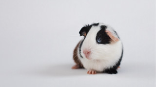 Guinea pig black white rococo - david young cameron free wallpaper