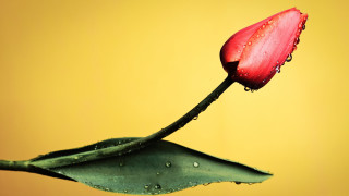 Red flower water droplets green 6 - single free wallpaper