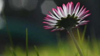 Pink white flower grass macro - shallow free wallpaper for desktop