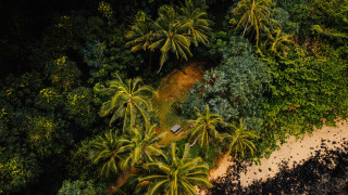 Beach boat trees bushes sand - primitivism free wallpaper