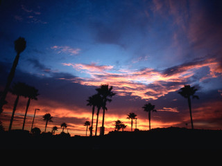 Sunset palm trees blue sky - a sunset free wallpaper
