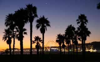 Ferris wheel palm trees dusk - dusk free wallpaper