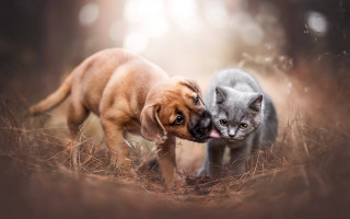 Cat dog biting grass microscopic - a cat and a dog free wallpaper