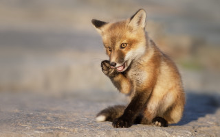 Small fox cub snow toy - sharp claw free wallpaper