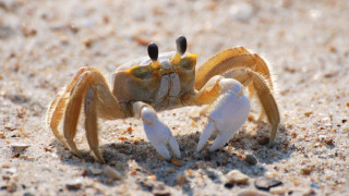 Yellow crab white legs sand - a crab free wallpaper