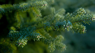 Pine needle branch christmas nature - anne rigney free wallpaper
