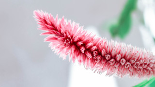 Pink flower green stem white 2 - a green stem in the foreground free wallpaper