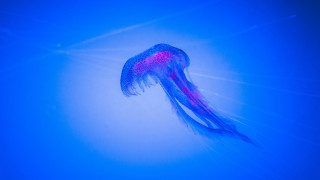 Jellyfish blue ocean holography bioluminescence - bioluminescence free wallpaper