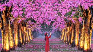 Woman red dress flower field 6 - a field of flowers free wallpaper
