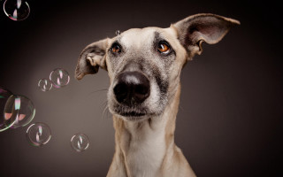 Dog bubbles surreal portrait animal - surrealism free wallpaper
