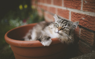 Curious cat in flower pot - conceptual art free wallpaper