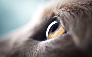 Cat eye blurry fur macro - eye free wallpaper