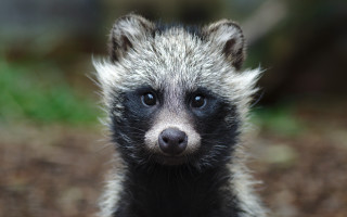 Small animal black white face - this image free wallpaper