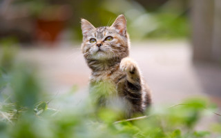 Cat standing grass looking up - its paw free wallpaper