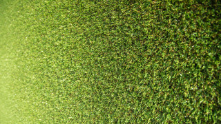 Green wall red fire hydrant - grass free wallpaper