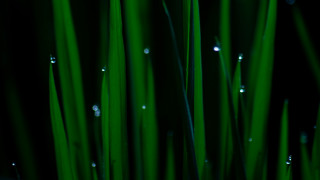 Green grass water drops macro 3 - a close up of a bunch free wallpaper