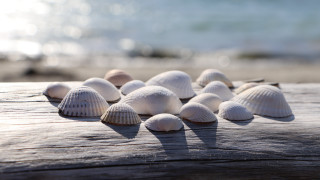 Shells wooden table beach blurry - alison kinnaird free wallpaper
