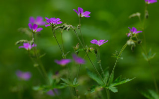 Purple flower field butterfly macro - a close up of a bunch free wallpaper