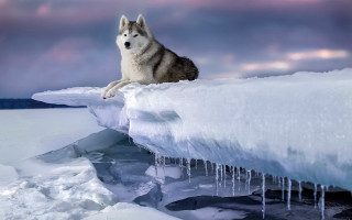 Wolf ice mountain cloudy sky - caspar wolf free wallpaper