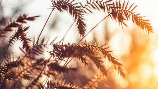 Tree branch sunlight autumn fireworks - a close up of a tree branch free wallpaper