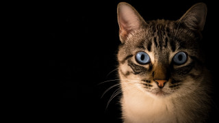 Cat blue eyes symmetrical black - a stock photo free wallpaper