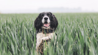 Dog tongue out field beach - land art free wallpaper