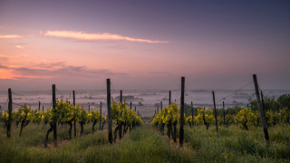 Vineyard yellow flowers foggy sky - a foggy sky in the background free wallpaper