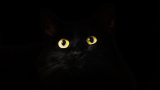 Black cat yellow eyes gothic 17 - a black cat free wallpaper