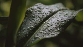 Green plant water droplets macro 26 - a green plant free wallpaper
