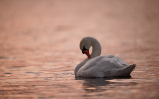White swan lake forest sunset - sunset free wallpaper