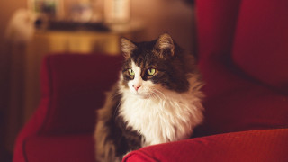 Cat regal portrait red chair - serious free wallpaper