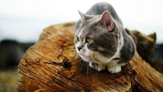 Cat tree stump camera macro - neoplasticism free wallpaper