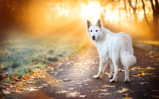 White dog forest road sunbeams - a road in the middle of a forest free wallpaper