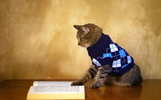 Cat sweater table book pen - a sweater free wallpaper