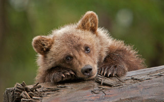 Brown bear cub resting log - his face free wallpaper