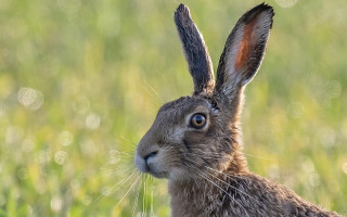 Brown rabbit field grass sky - arie smit free wallpaper for desktop
