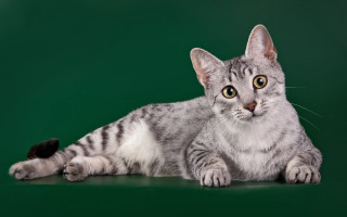 Gray cat black spot green - grey background free wallpaper