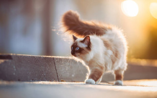 Cat backlit impressionism pastel outdoors - near free wallpaper
