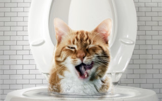 Cat toilet bathroom brick fence - a toilet free wallpaper