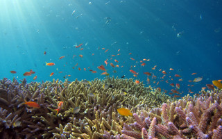 Coral reef fish sunlight underwater - sunlight free wallpaper