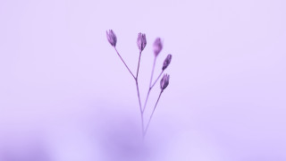 Single flower purple background macro - a single flower free wallpaper