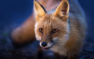 Fox closeup blurry background animal 2 - primitivism free wallpaper